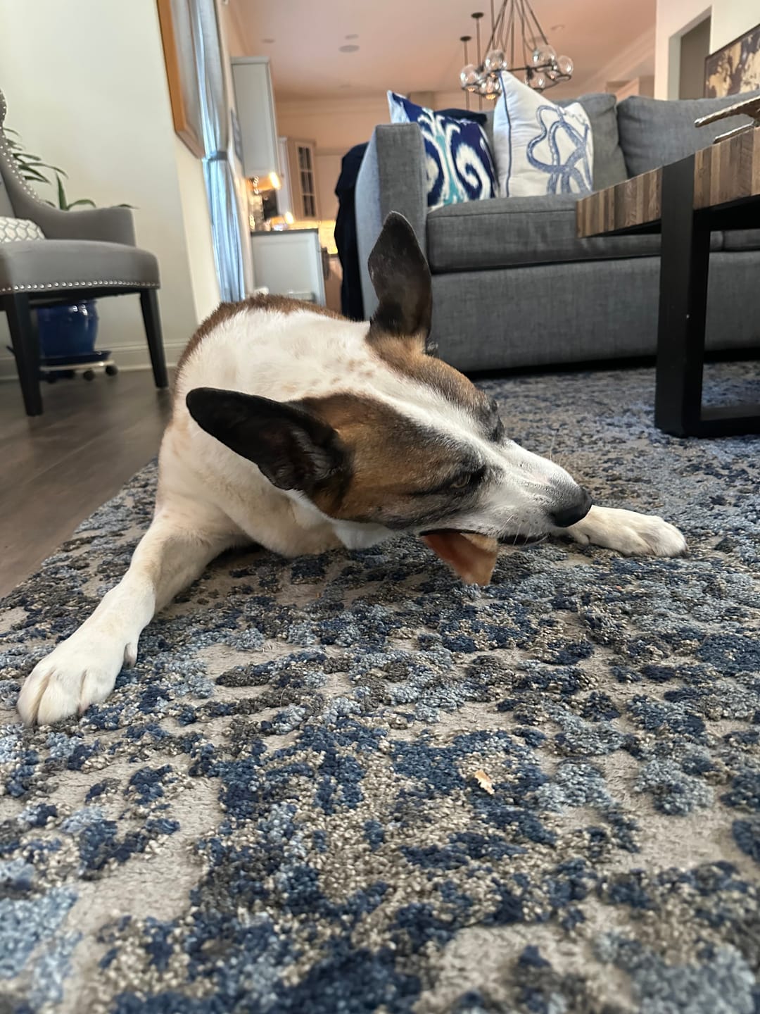 Customer photo review of Pig Ears