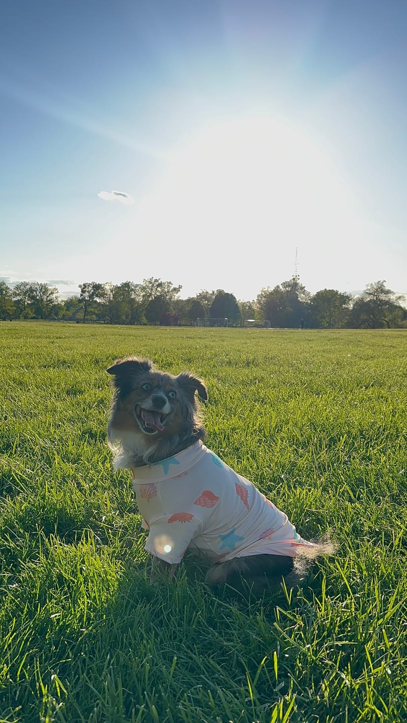 Customer photo review of Sunblock Dog T-Shirt - Seashell