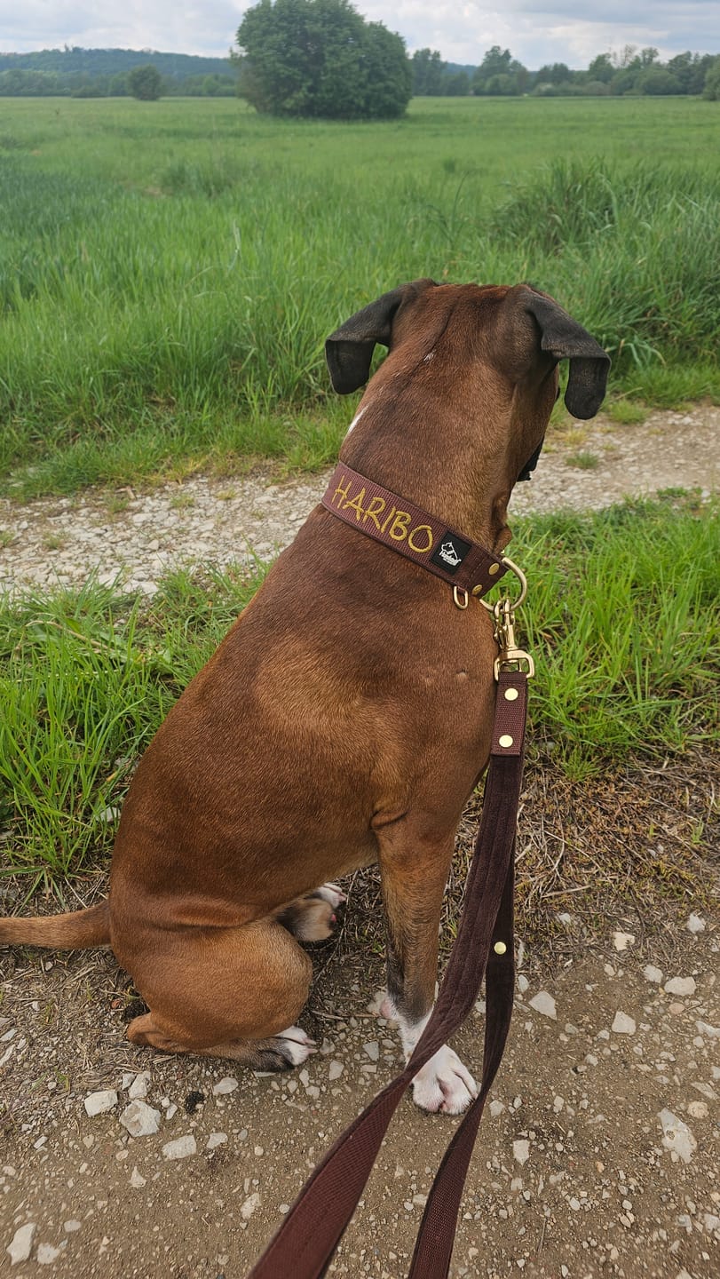 Customer photo review of Guard Leash Golden Edition Dark Brown - Väktarkoppel med extra handtag