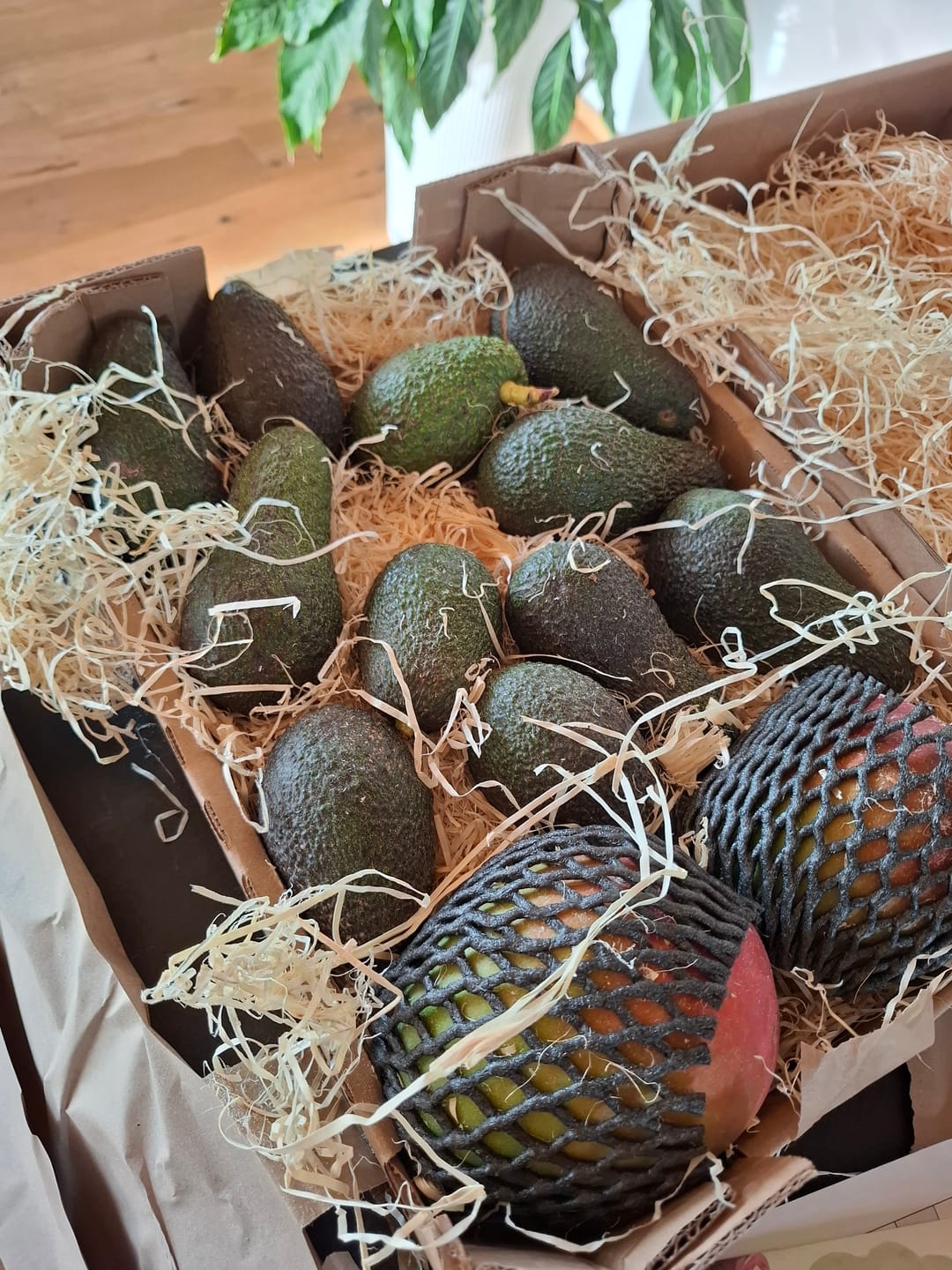 Customer photo review of Avocado Hass 13 Monate baumgereift Bio von Apostolis