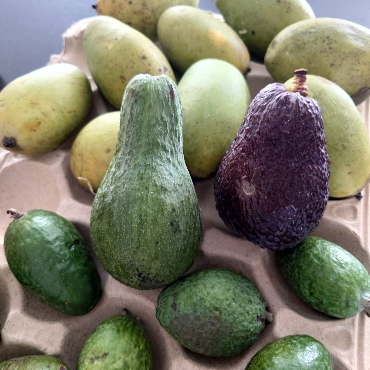 Customer photo review of Avocado-Mix 13 Monate baumgereift Sonderaktion % 2kg Box
