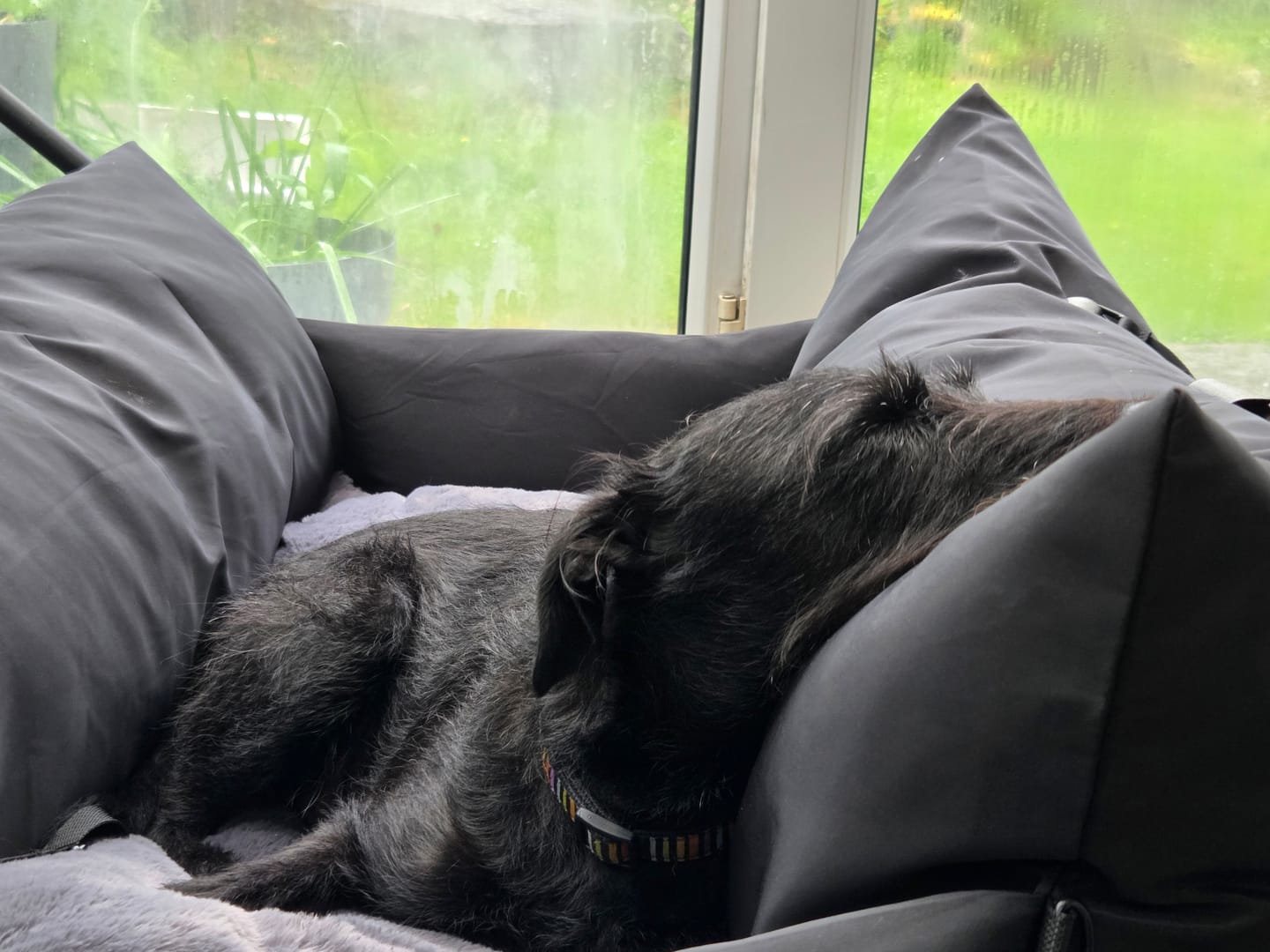 Customer photo review of Travel Dog Pod XL - Now With Isofix