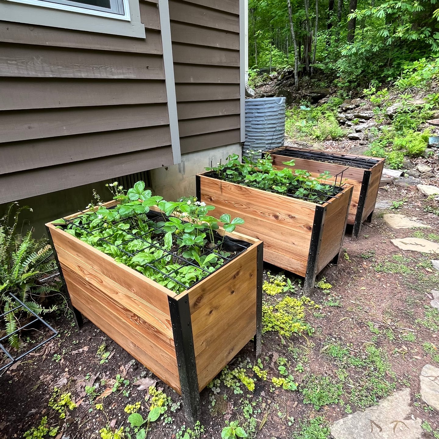 Customer photo review of 18" x 36" Raised Garden Bed - 30" TALL / Garden Grade