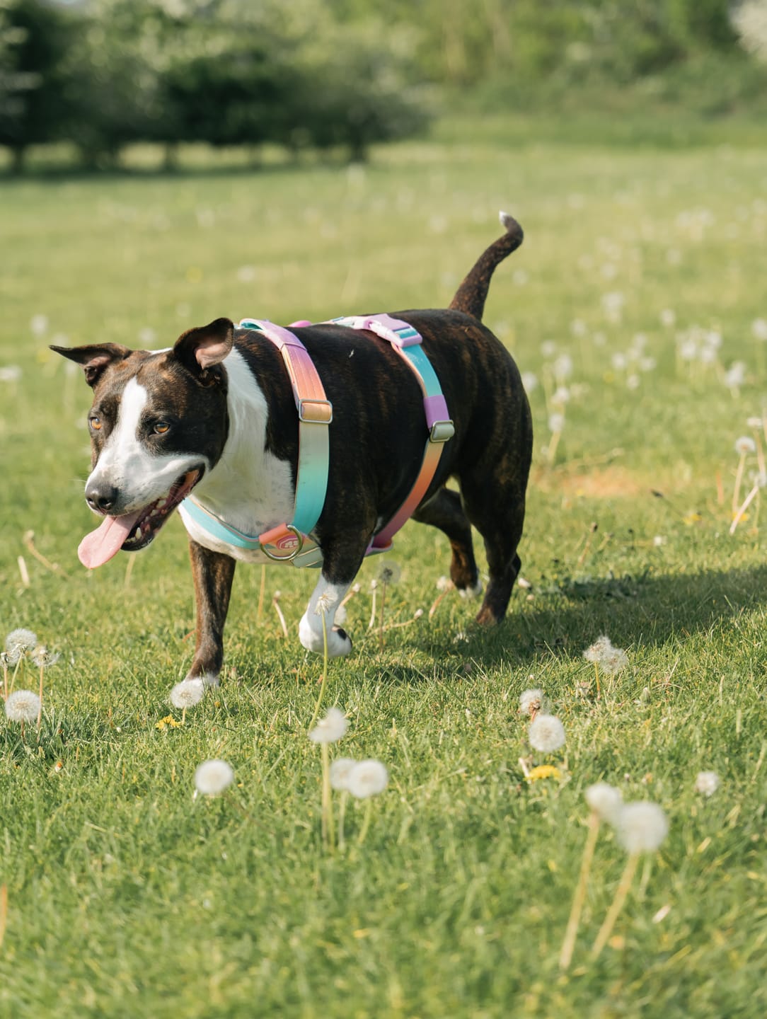 Customer photo review of Comfort Control No-Pull Dog Harness - Pastel Icing