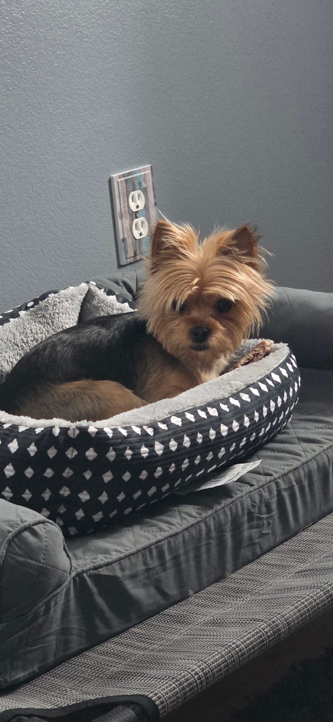 Customer photo review of Iron Paws Daily Human-Grade Superfood For Dogs