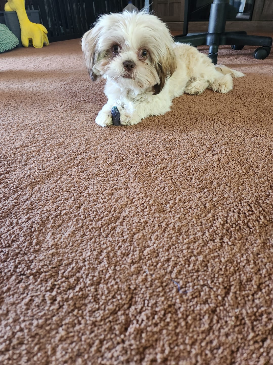 Customer photo review of Blueberry Yak Chews