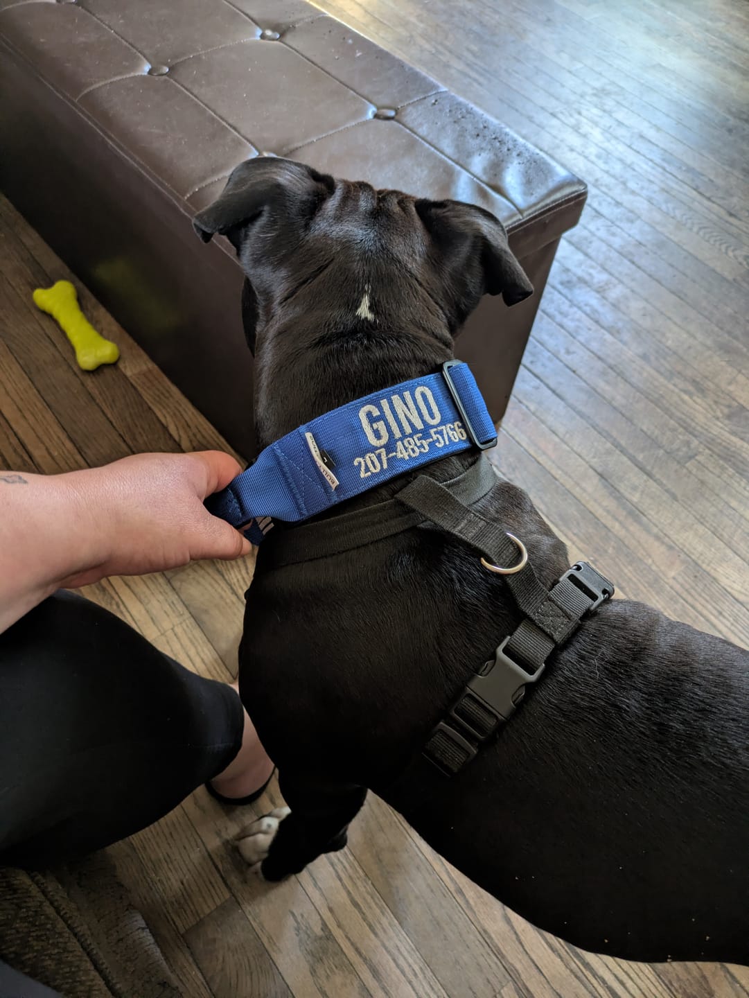 Customer photo review of Blue Bully Proof Collar