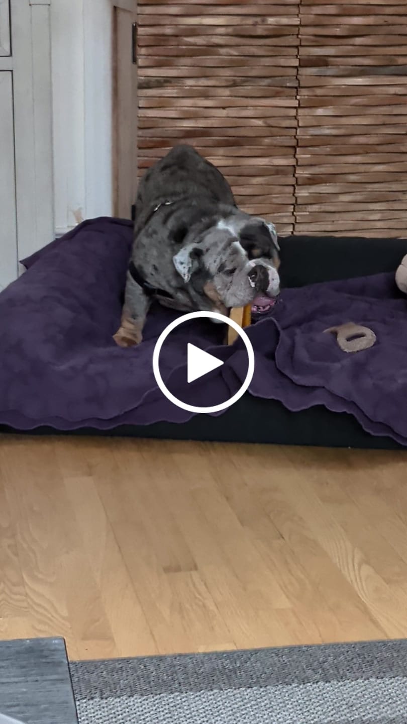 Customer video review of Regular/Unflavored Himalayan Yak Chews | 6-Sizes (for Small to Big Dogs)