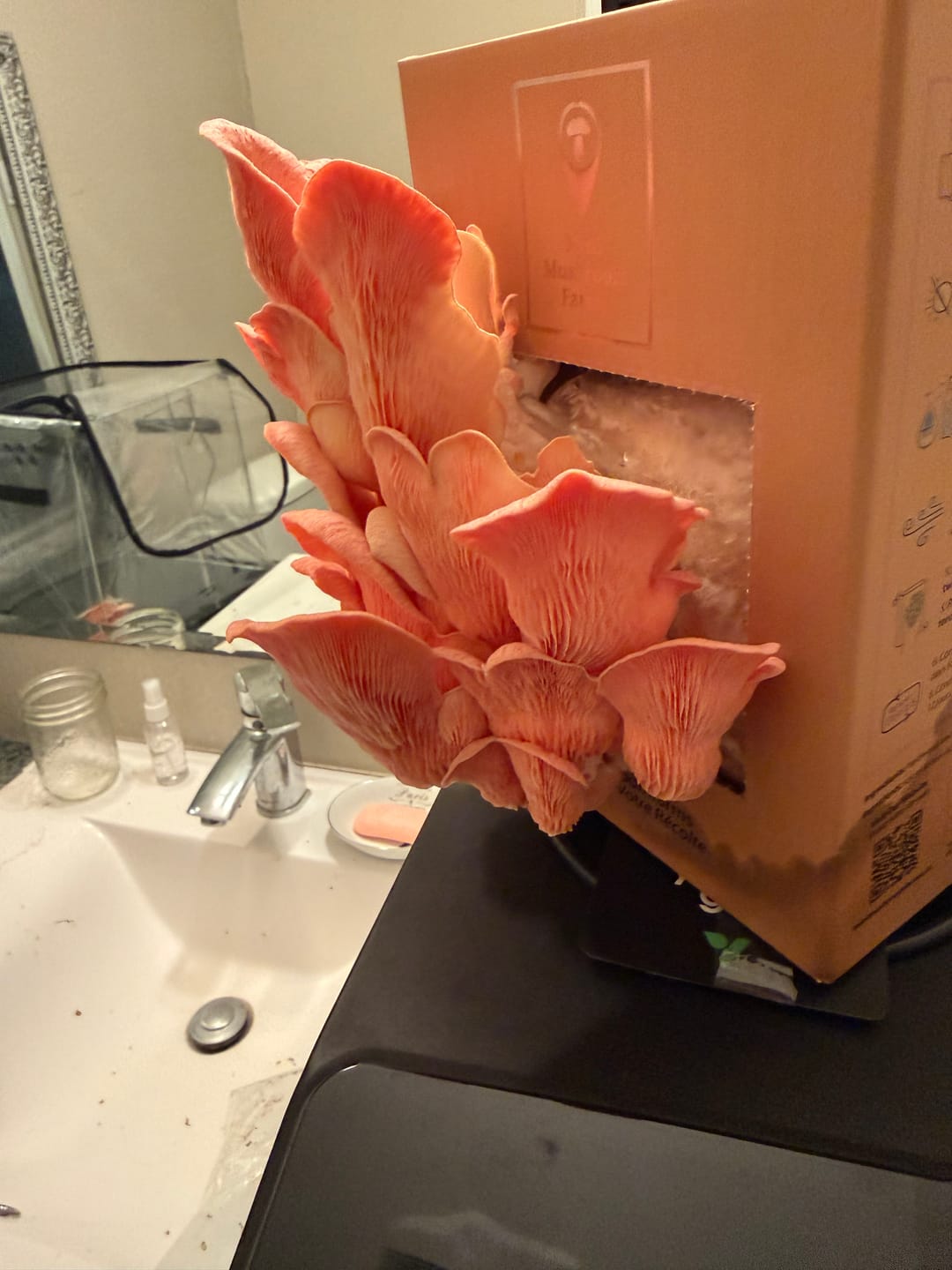 Customer photo review of Mushroom Grow Kits