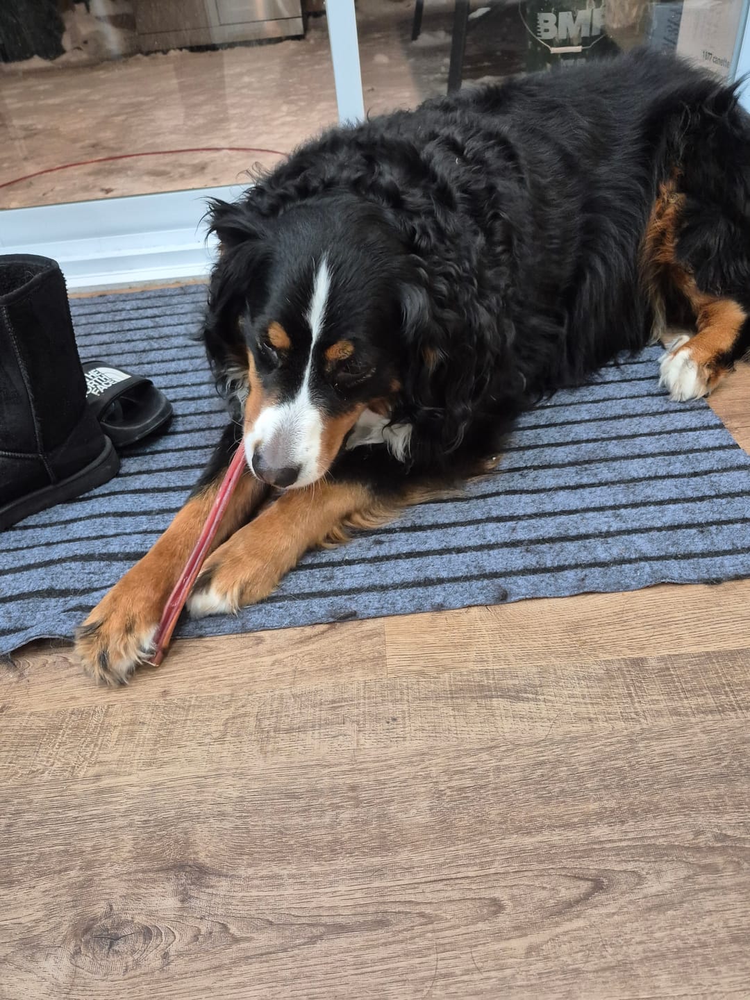 Customer photo review of Horizon Taiga - Nourriture pour chien économique 35 lbs