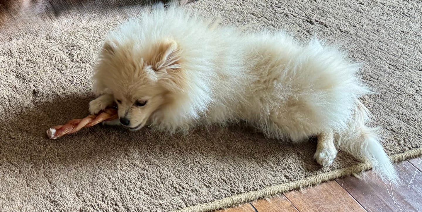 Customer photo review of 6 Inch Standard Braided Bully Stick