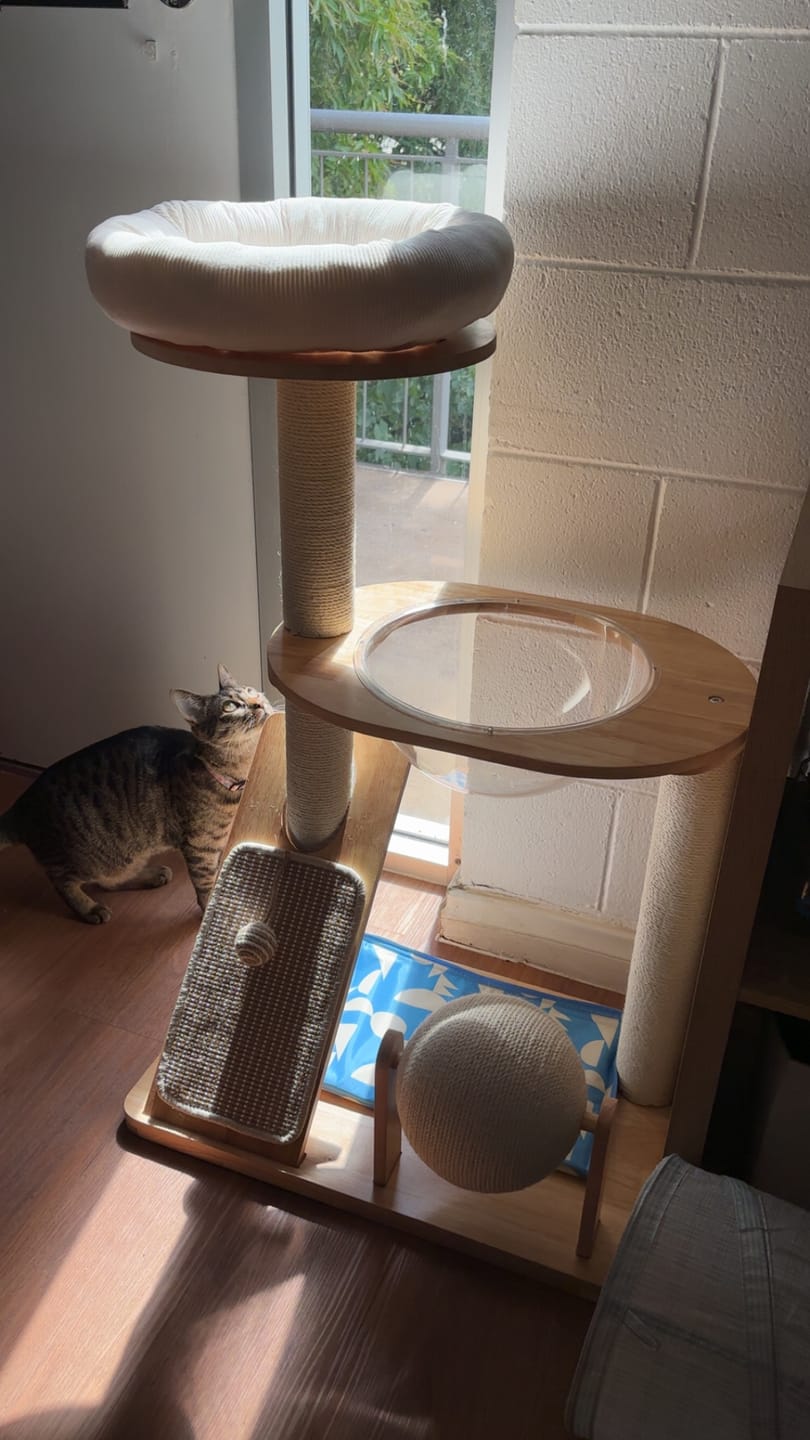 Customer photo review of 3-Tier Wooden Cat Tree with Scratching Posts & Play Features