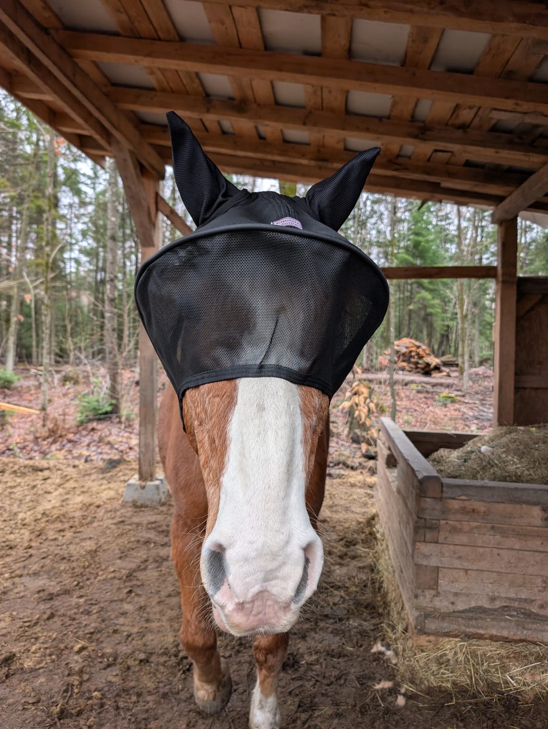 Customer photo review of Solar Vizor Fly Mask - With Ear Protection - NEW STYLE
