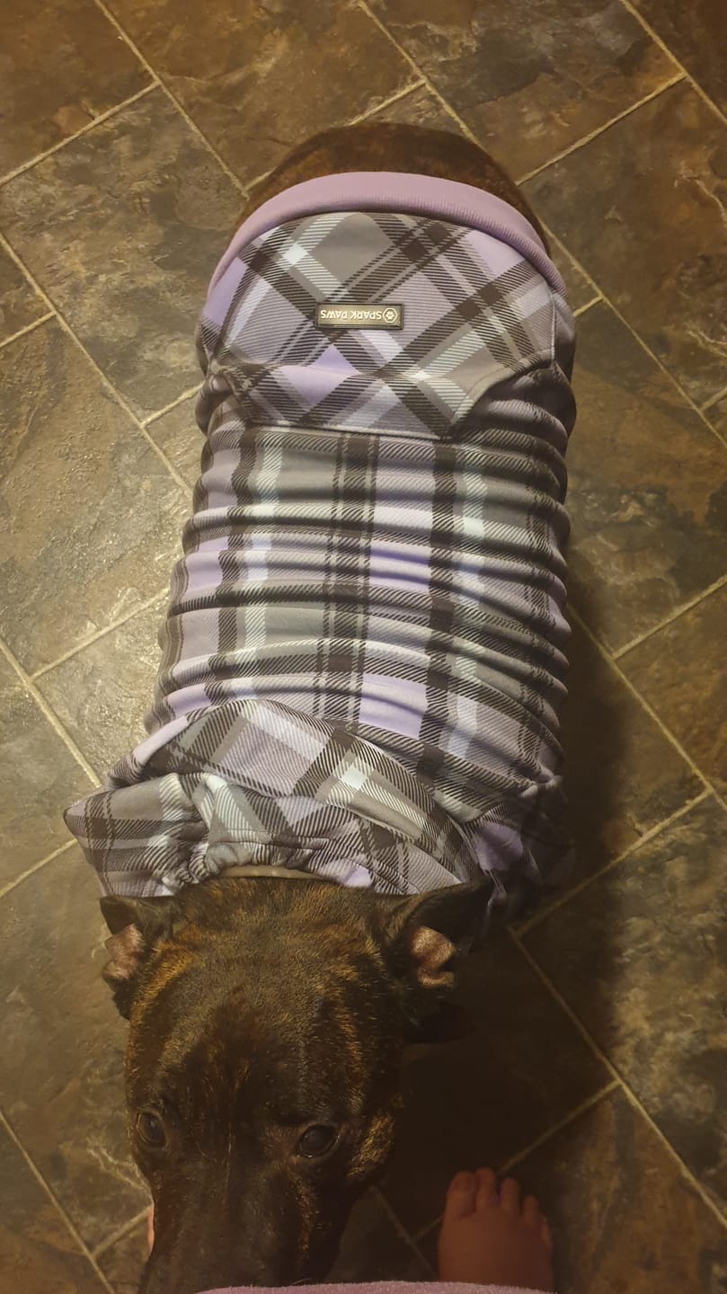 Customer photo review of Purple Plaid Dog Hoodie