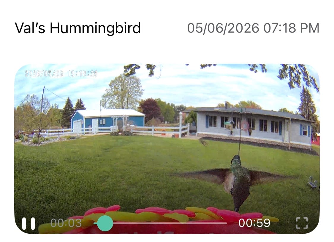 Customer photo review of BirdSnap Smart Hummingbird Feeder with Camera