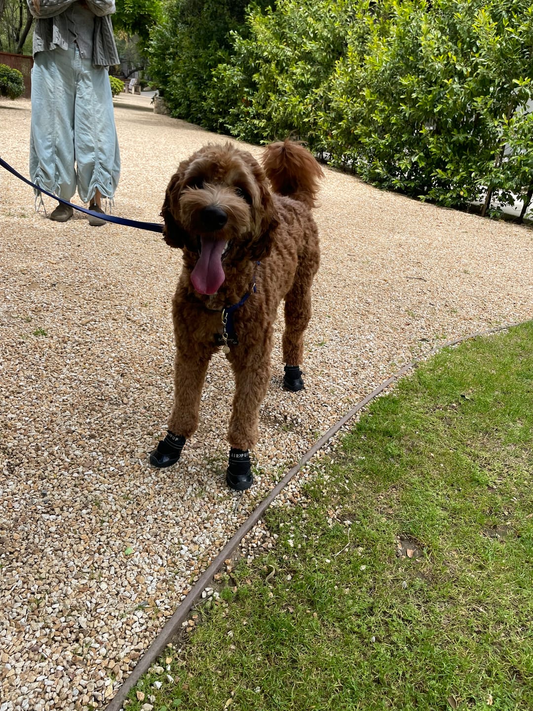 Customer photo review of AIR PUP DOG SHOES - SET OF 4