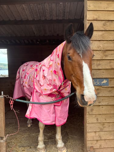 Customer photo review of NEW Country Star No Fill Turnout Rug