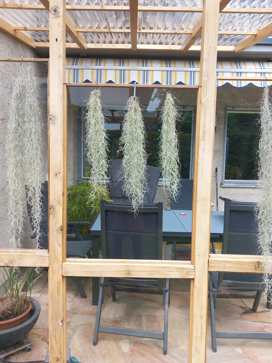 Customer photo review of 3er Set - Tillandsia usneoides - Louisianamoos -
