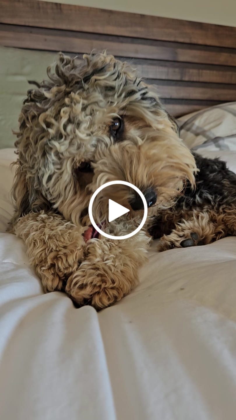 Customer video review of 6 Inch Jumbo Braided Bully Stick
