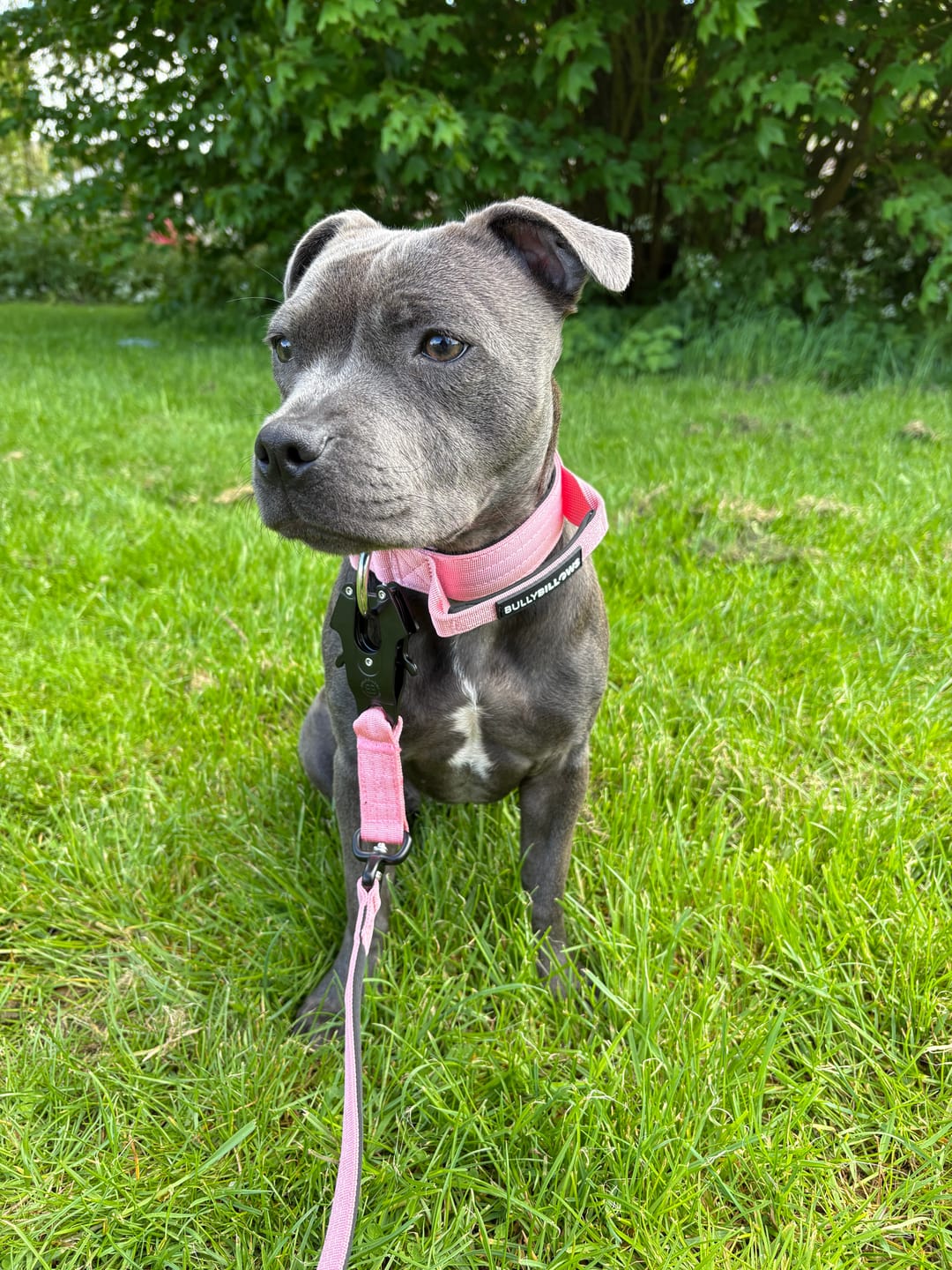 Customer photo review of 4cm Combat® Collar | Handle & Rated Clip - Black