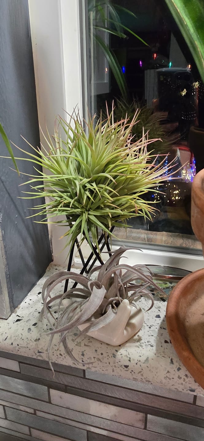 Customer photo review of 15 Pack Premium Air Plants Mix  *Cannot Be Shipped Internationally*