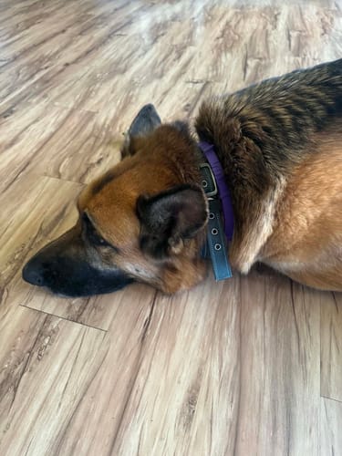 Customer's dog lying calmly on a wooden floor while wearing the purple PawLax Collar.