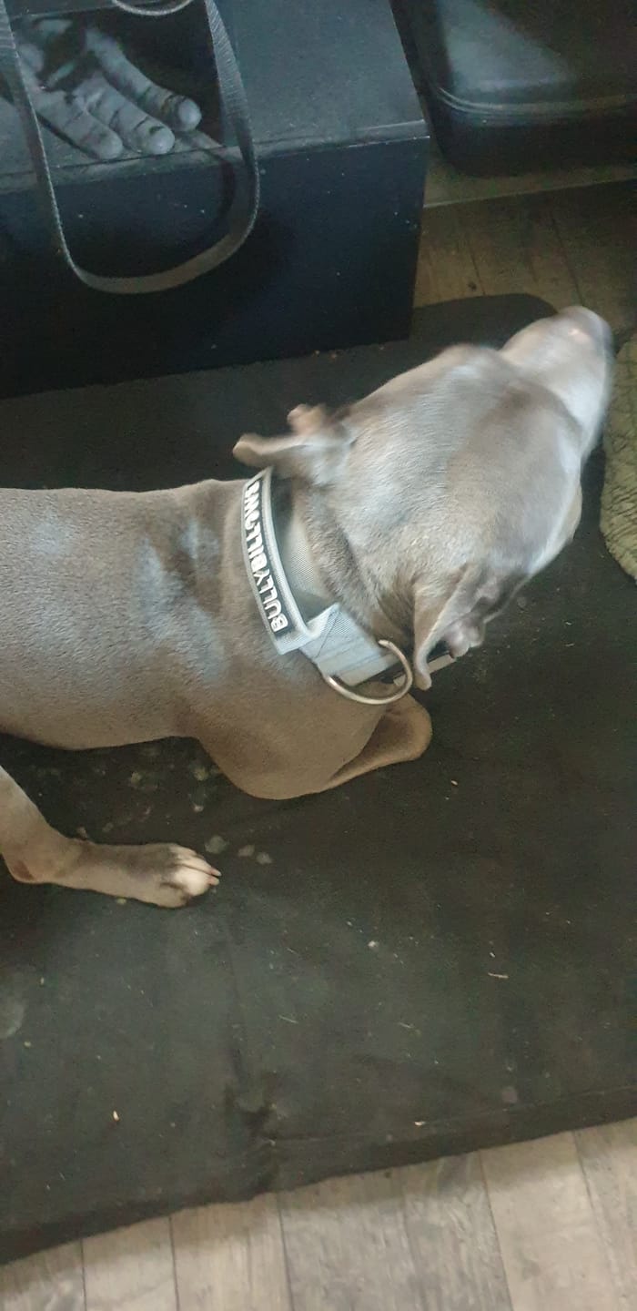 Customer photo review of 5cm Combat® Collar | With Handle & Secure Clip - Metal Grey