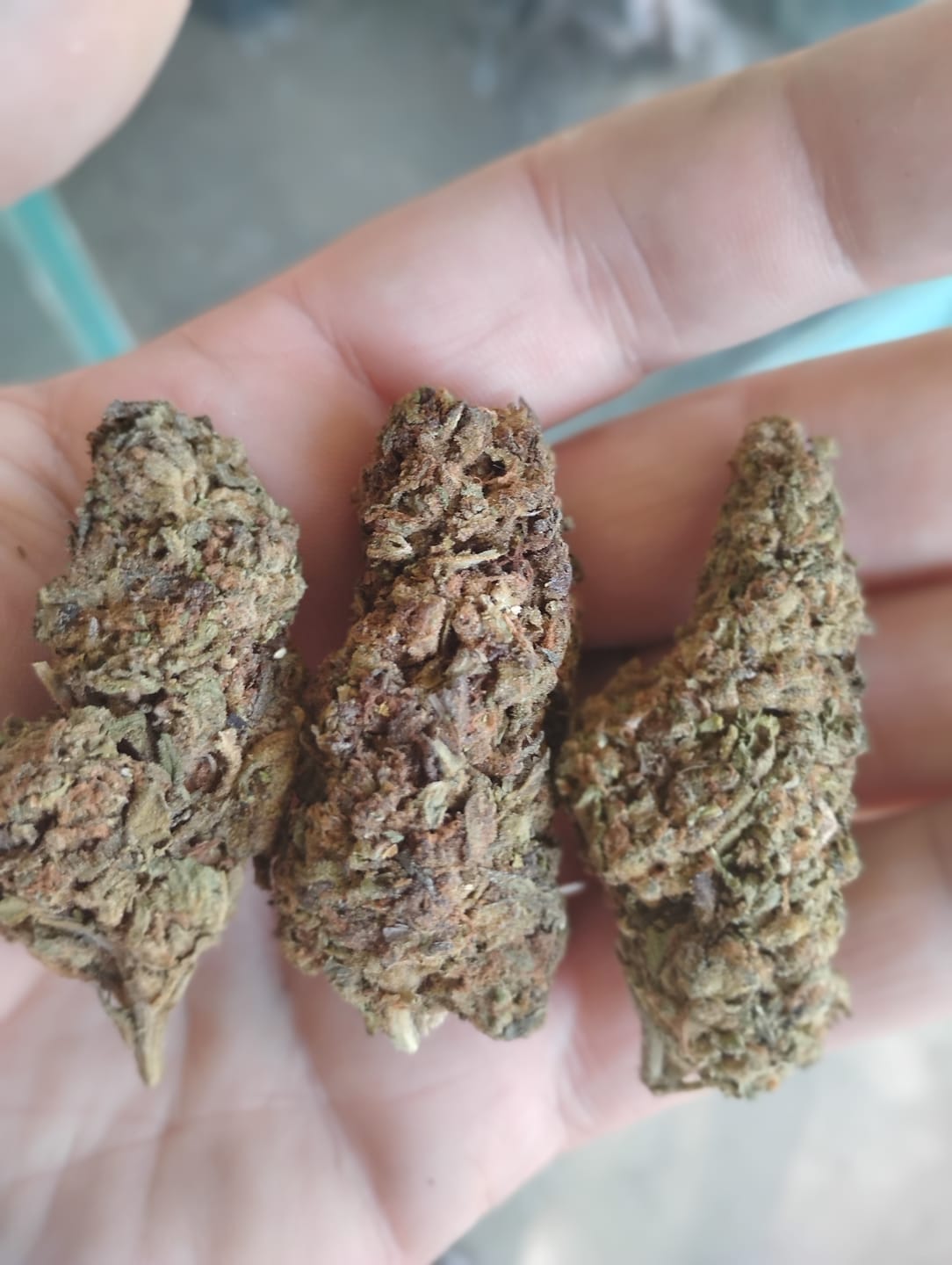 Customer photo review of Star Dog - Bulk - Indica