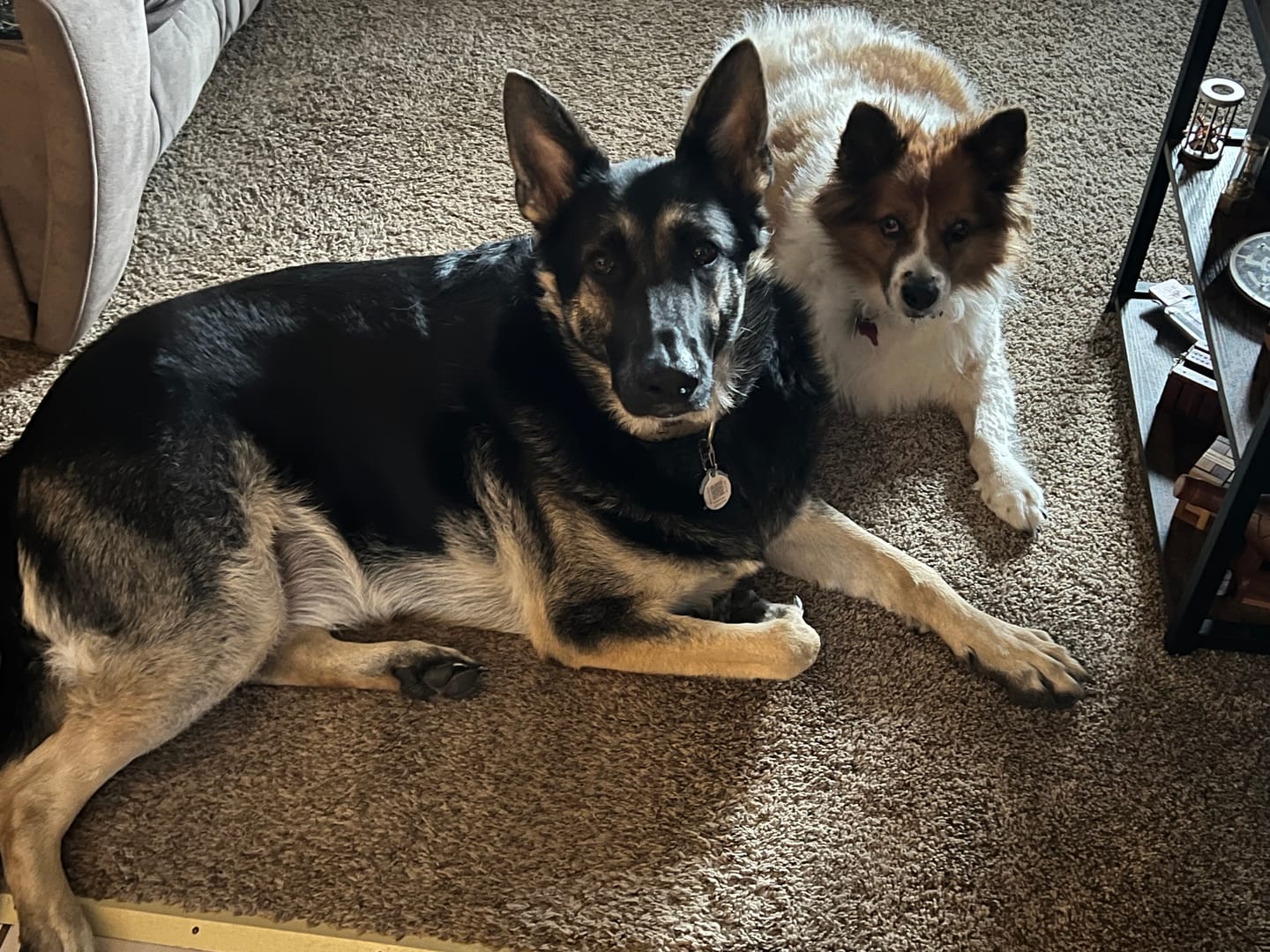 Customer photo review of Daily Preventative Powder - Canine & Cat