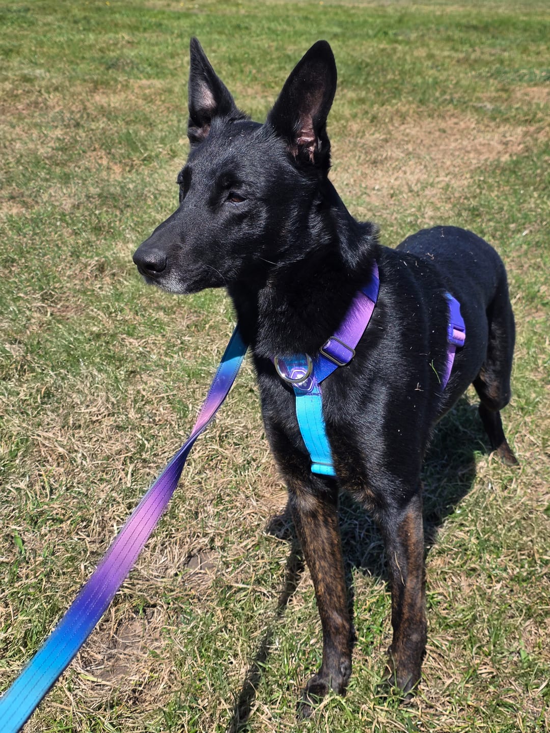Customer photo review of Comfort Control No-Pull Dog Harness - 90s Retro