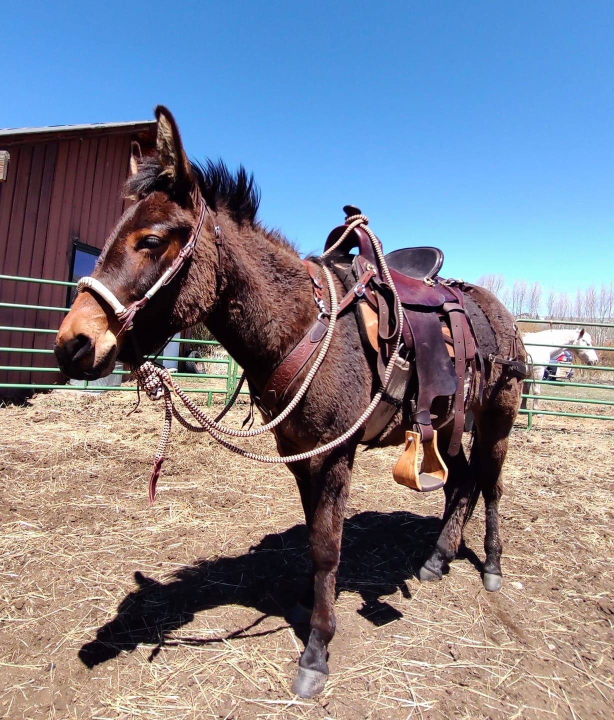Customer photo review of 22 Ft Clinician Mecate Reins
