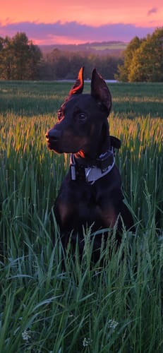 Customer photo review of 5cm Combat® Collar | NO Handle & Secure Clip - Metal Grey