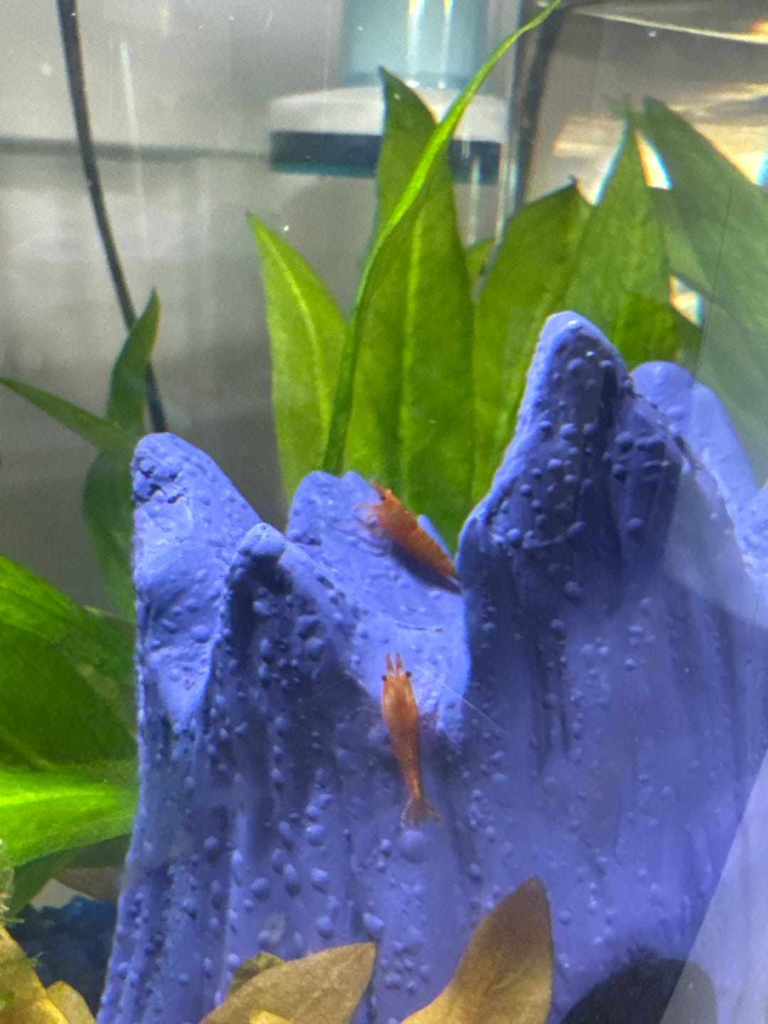 Customer photo review of Orange Sunkist Shrimp