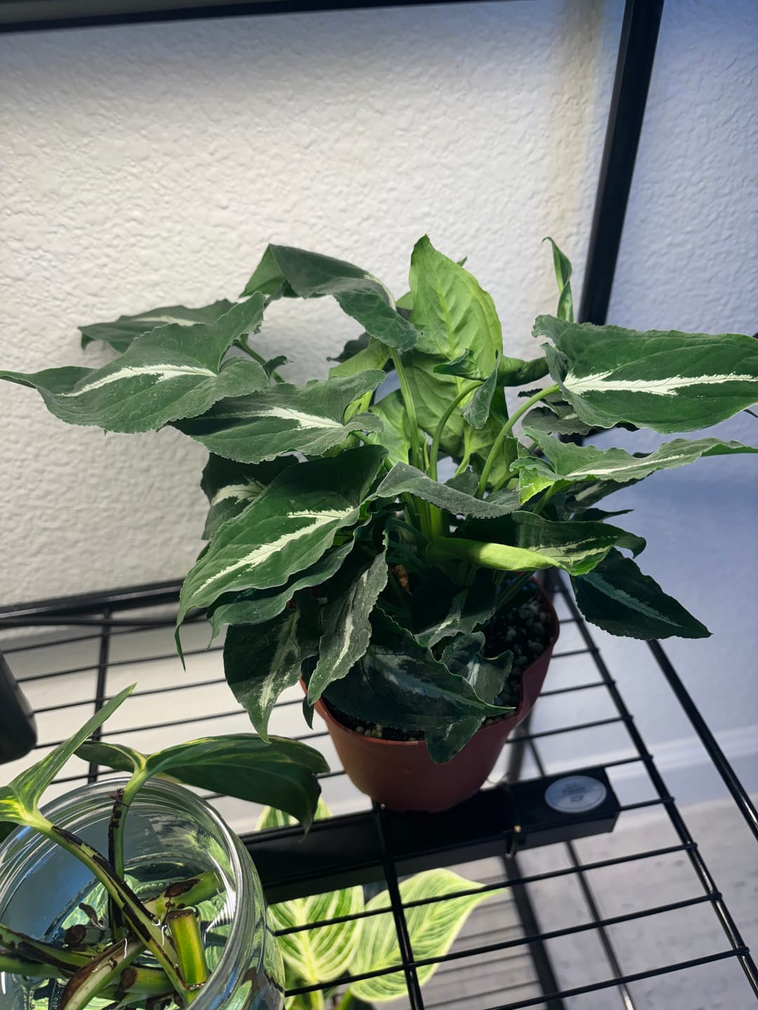 Customer photo review of Syngonium wendlandii