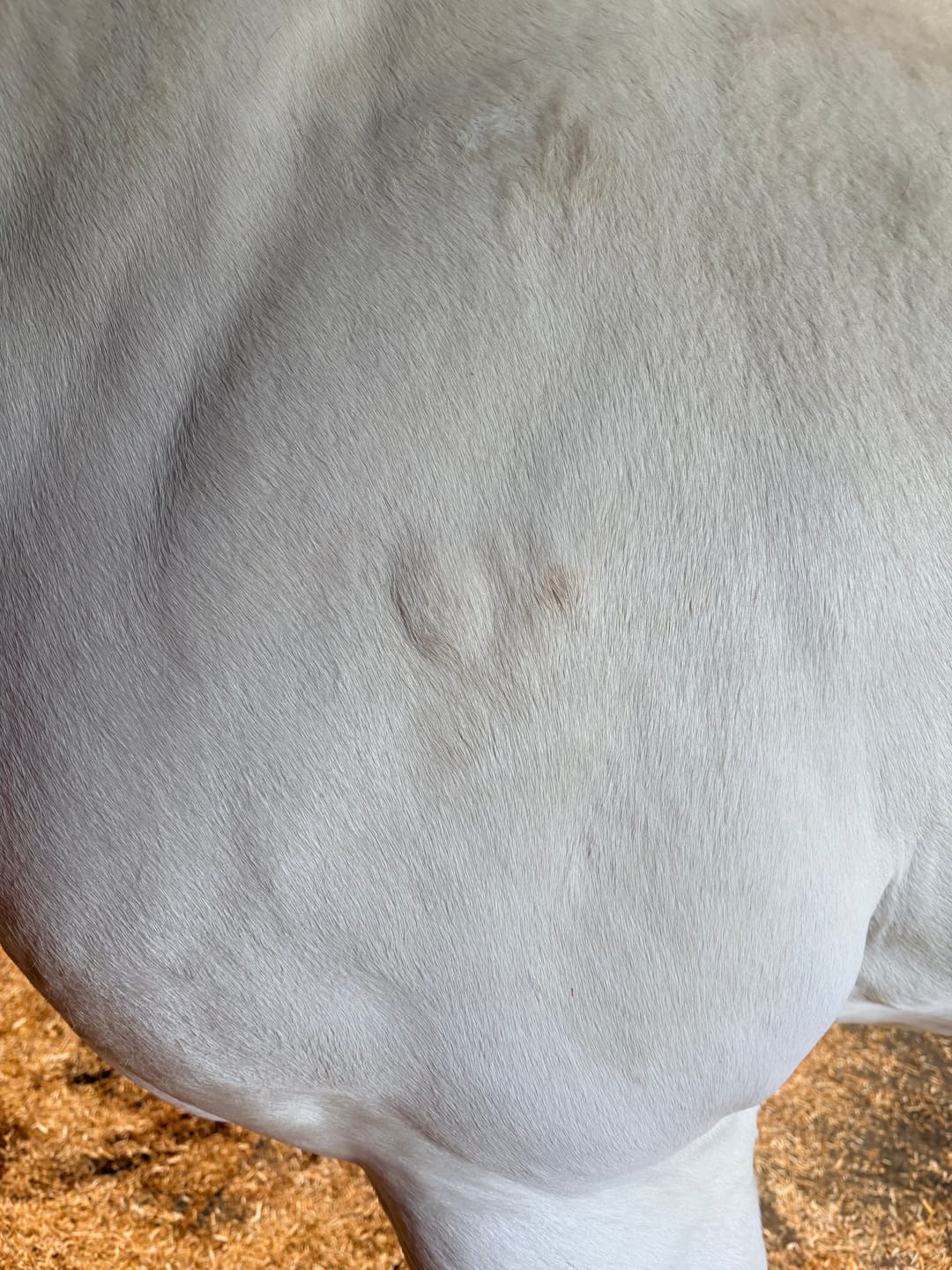 Customer photo review of Horse Spray