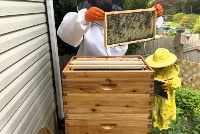 Customer photo review of VLoveBee 10-Frame 4-Layer Cedar Wood Bee Hive Kit – Complete Logo-Free Langstroth Beeswax Dipped Unassembled Hive Includes 2 Deep Boxes and 2 Medium Supers with 40 Plastic Foundation & Wooden Frames
