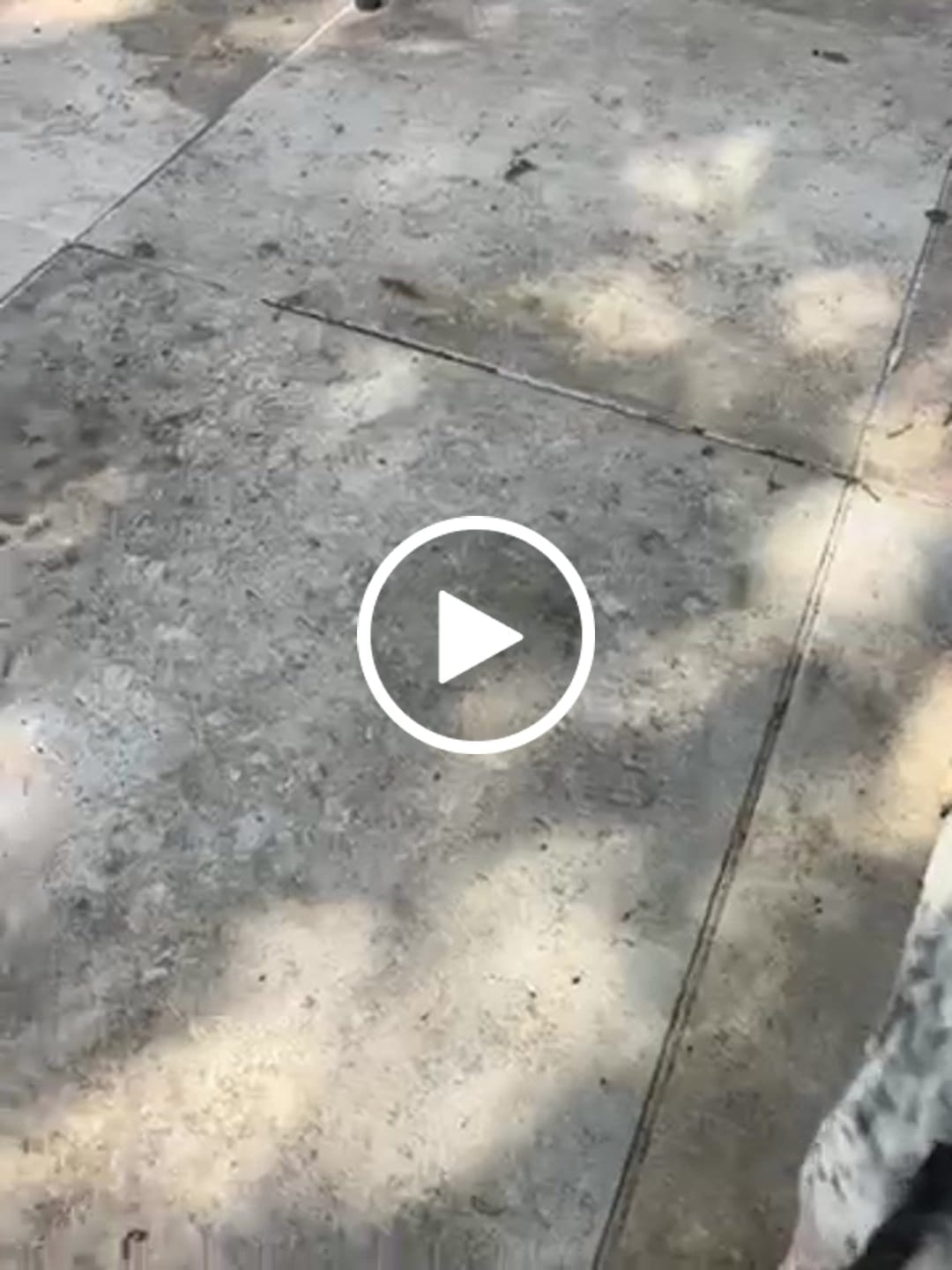 Customer video review of Le 1er Collier Anti-Fugue GPS SANS ABONNEMENT