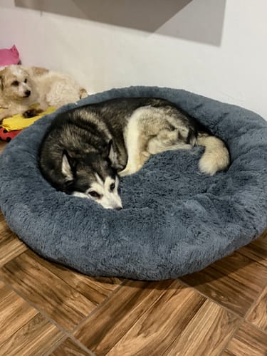 El husky de un cliente descansa en la cama antiestrés gris y redonda.