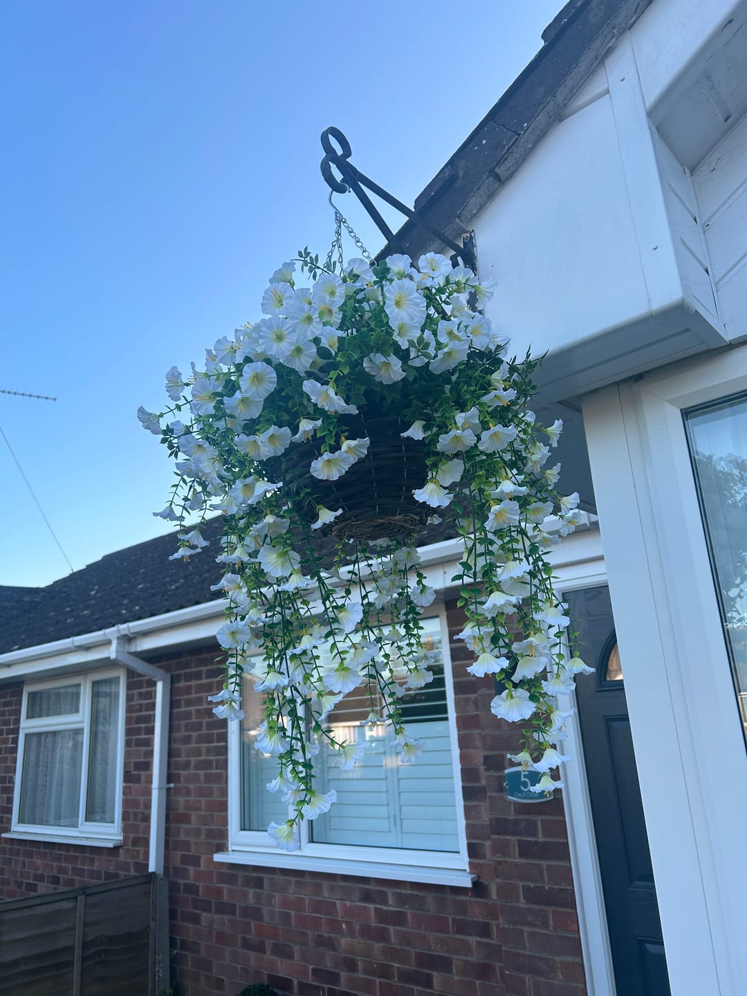 Customer photo review of Outdoor Hanging Petunia Basket - White