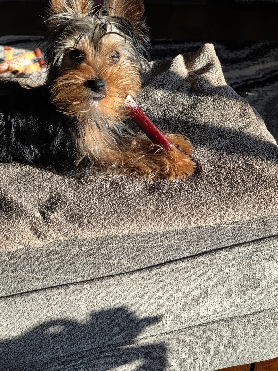 Customer photo review of 6 Inch Thick Bully Stick