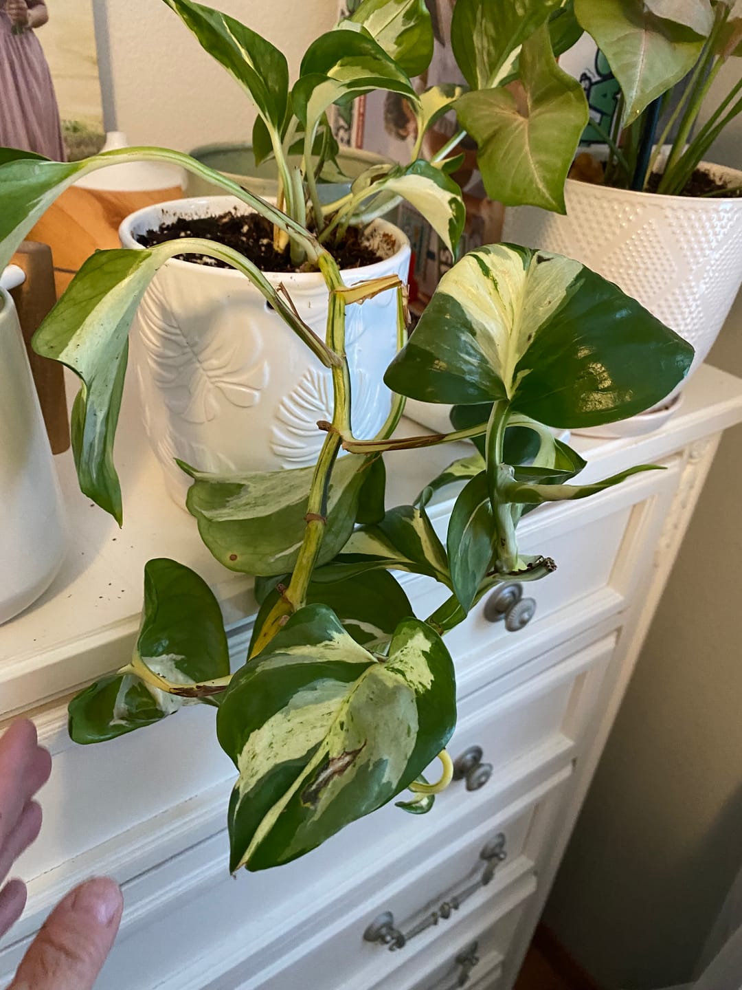 Customer photo review of Soil Refresh