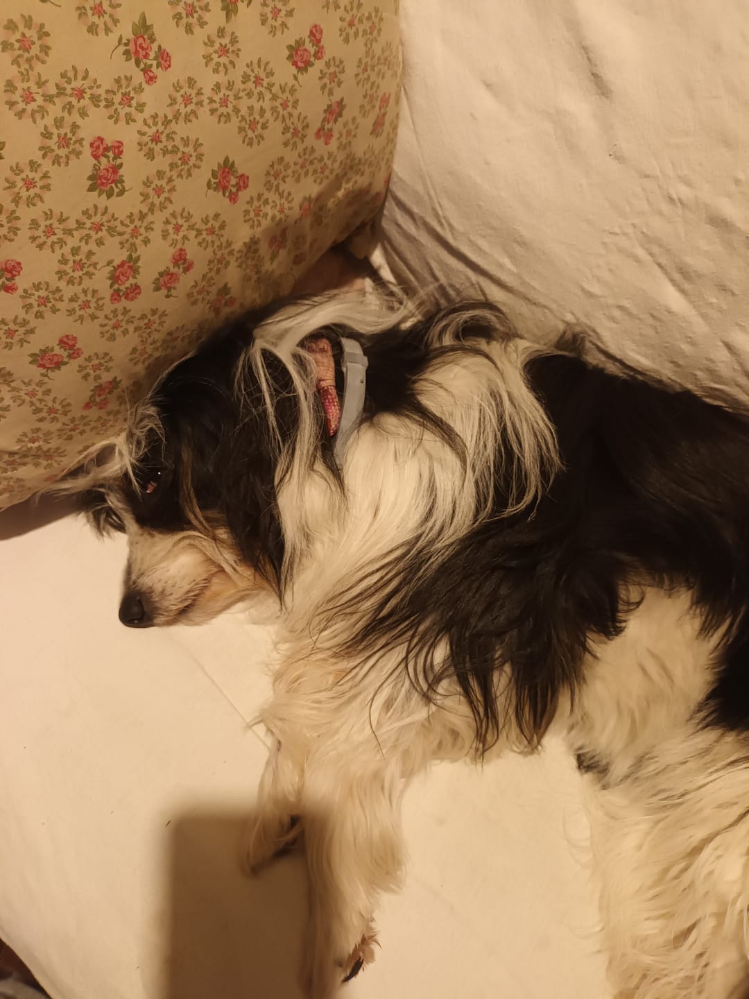 Customer photo review of SERESTO CANI +8 Kg - Liberati di Pulci e Zecche Per 8 Mesi!