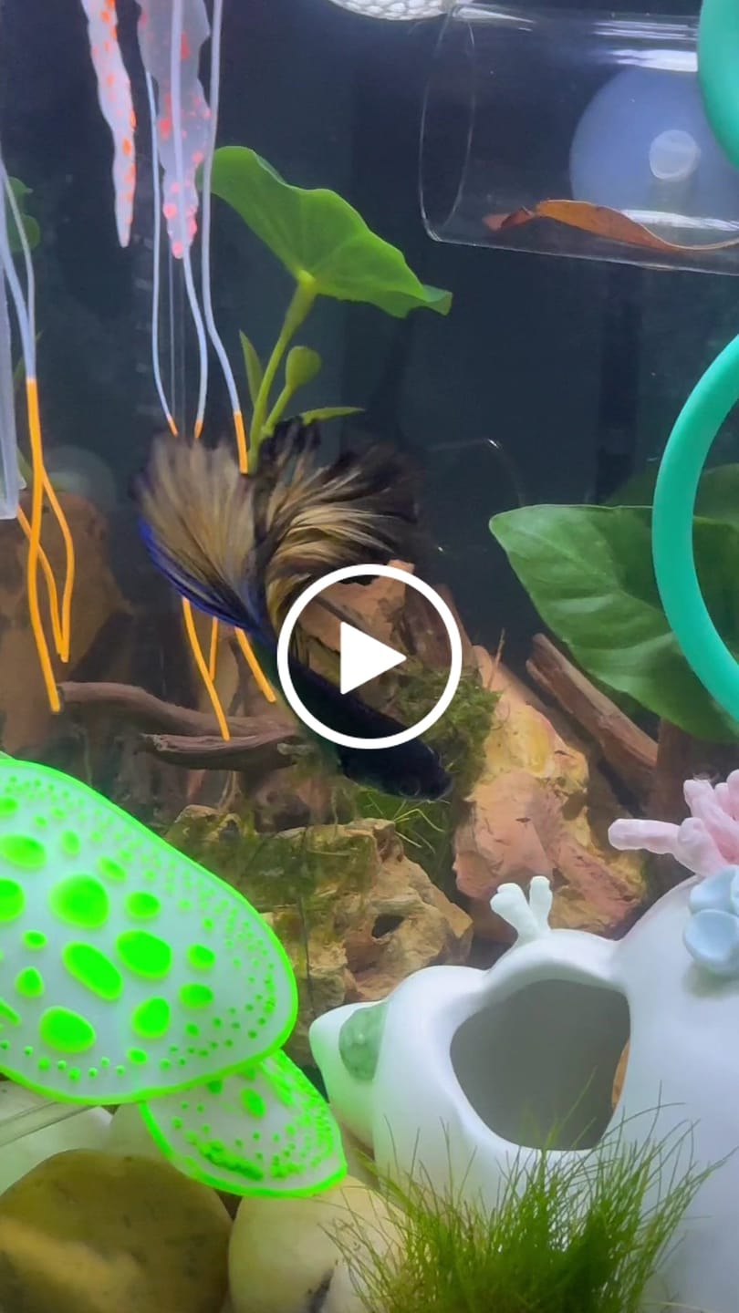 Customer video review of Mustard Gas Blue Halfmoon Male Betta Fish