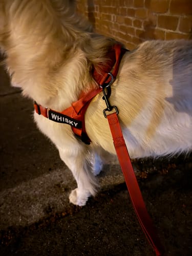 Customer photo review of The Good Dog Harness
