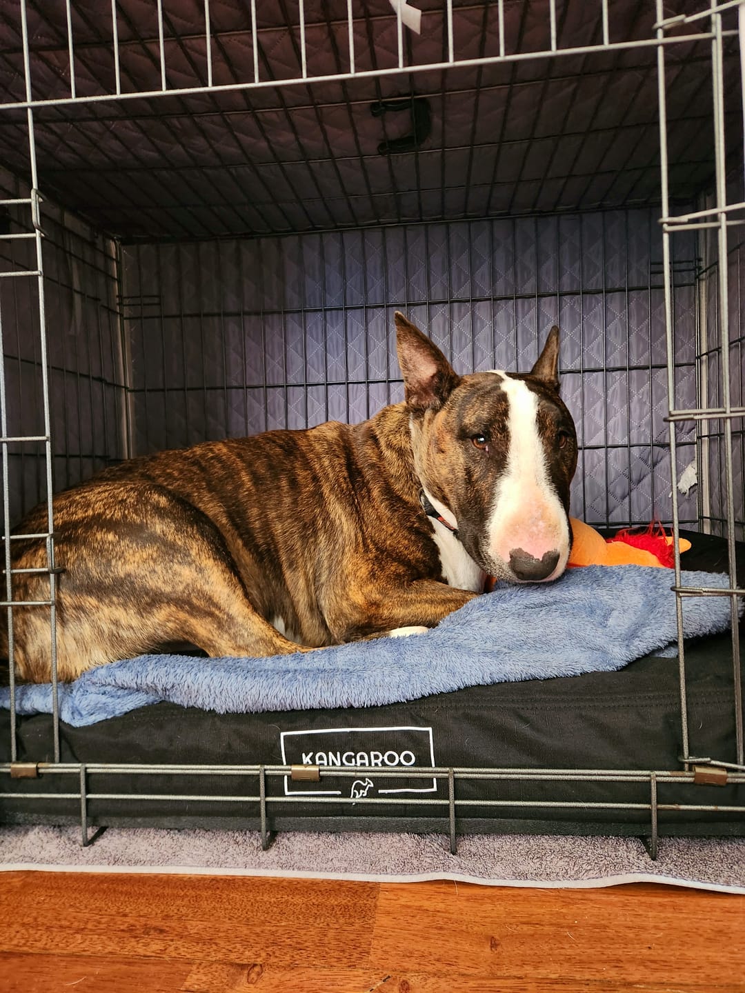 Customer photo review of Kangaroo Dog Crate Mat