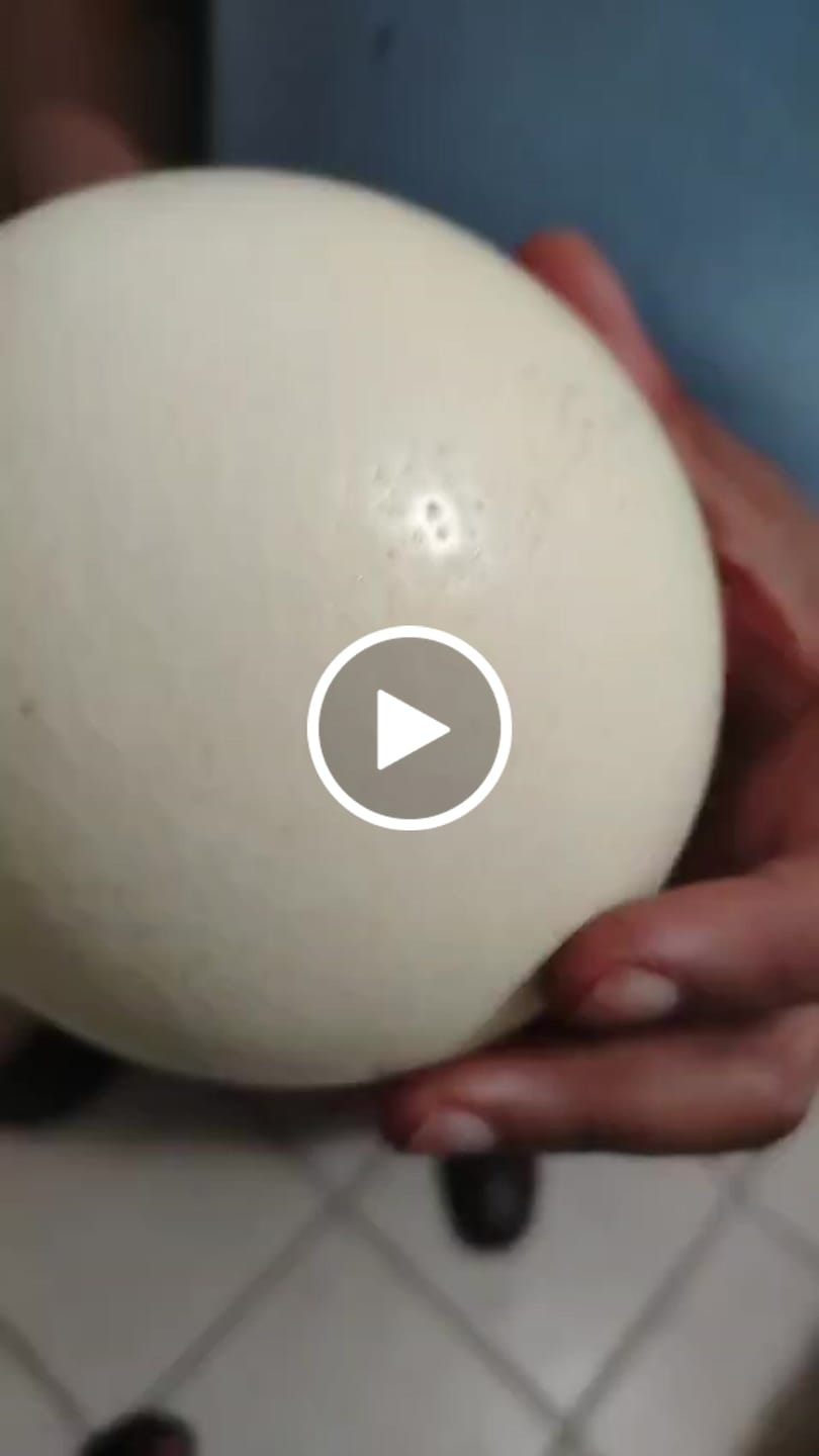 Customer video review of Fresh Ostrich Egg