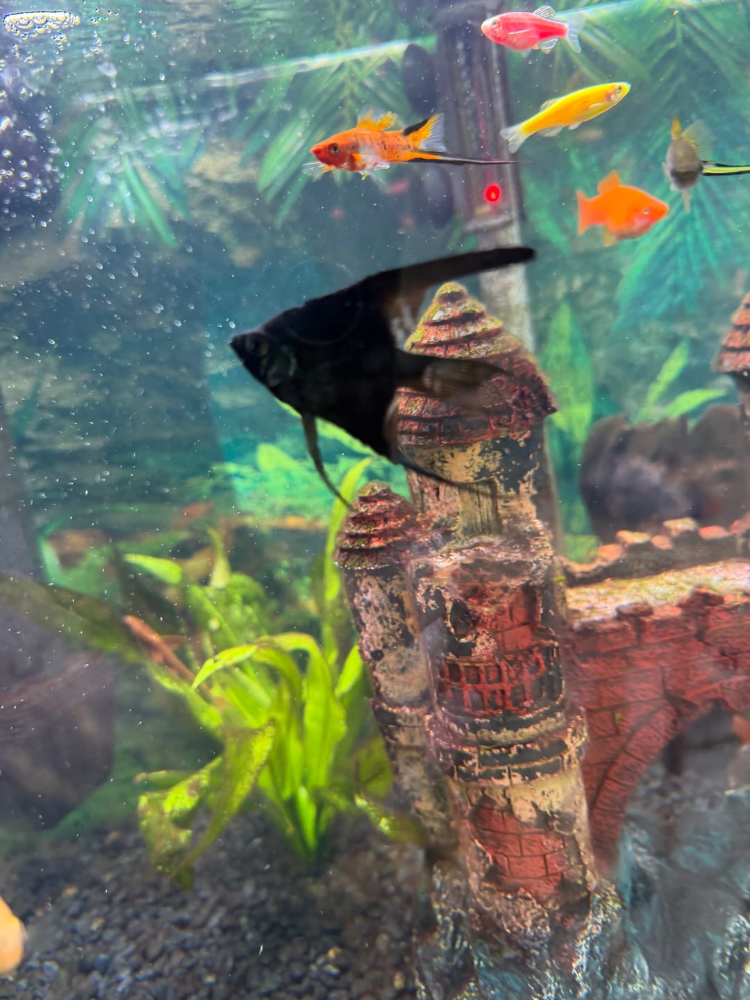 Customer photo review of Live Fancy Fish – Pinoy Ghost Angelfish VIP Grade – Rare Line-Bred Pterophyllum Scalare (Our Choice)