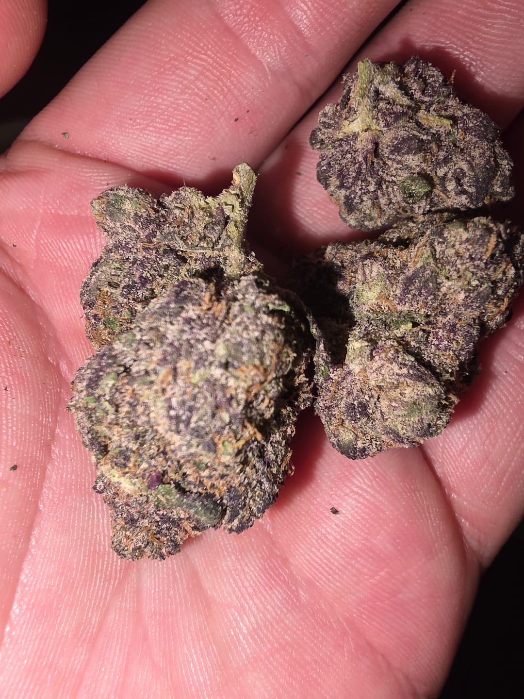 Customer photo review of Elite Boutique Exotic Zooties - Bulk - Hybrid