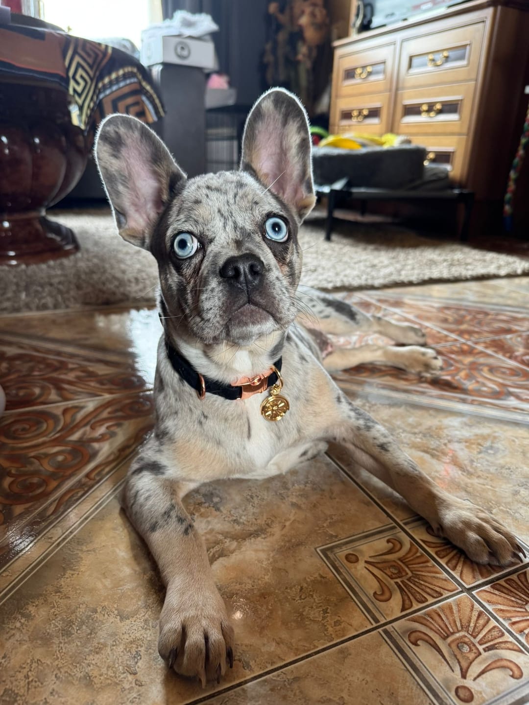 Customer photo review of ROLLEMAN® Huisdierenpenning | Vergulde Penning | Hond · Kat · Konijn