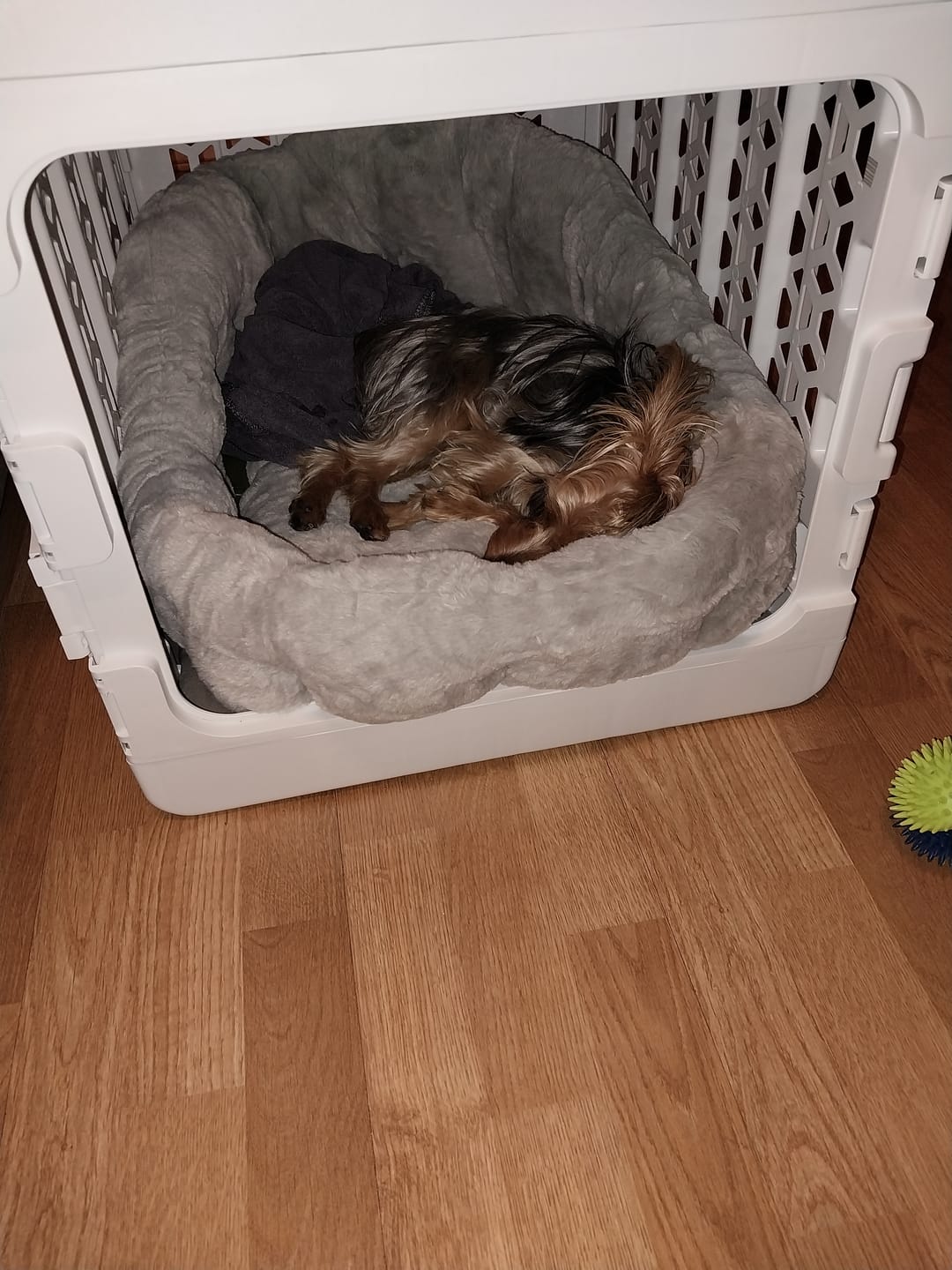 Customer photo review of PAWD Crate Pad & Dog bed